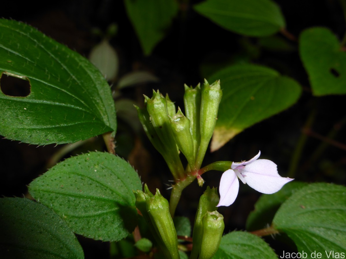 Sonerila crassicaulis Lundin